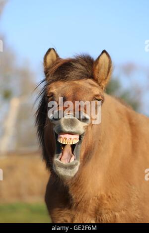 Cavallo islandese ritratto Foto Stock