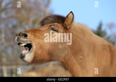 Cavallo islandese ritratto Foto Stock