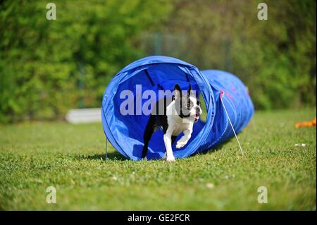 Esecuzione di Boston Terrier Foto Stock