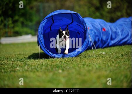 Esecuzione di Boston Terrier Foto Stock