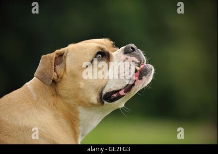 Continental Bulldog ritratto Foto Stock