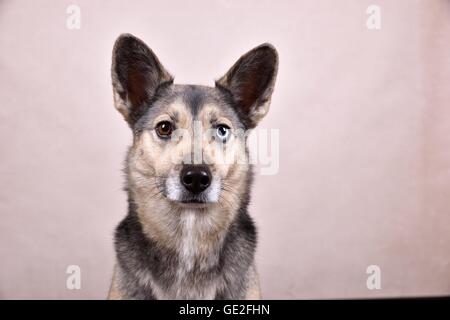 Husky-Mongrel ritratto Foto Stock