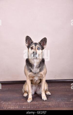 Udienza Husky-Mongrel Foto Stock