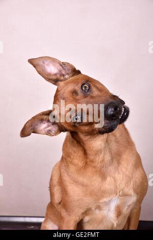 Rhodesian-Ridgeback-Mongrel ritratto Foto Stock