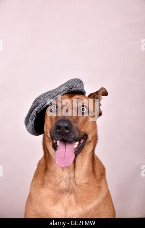 Rhodesian-Ridgeback-Mongrel ritratto Foto Stock