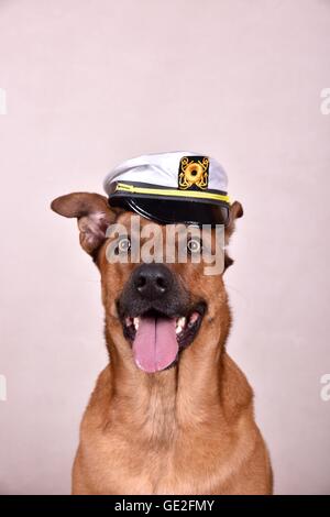 Rhodesian-Ridgeback-Mongrel ritratto Foto Stock