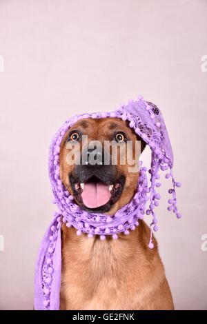 Rhodesian-Ridgeback-Mongrel ritratto Foto Stock