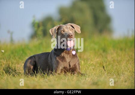 Giacente Labrador Retriever Foto Stock