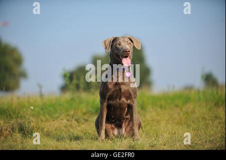 Udienza Labrador Retriever Foto Stock