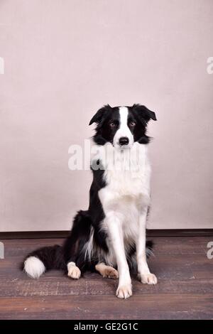 Udienza Border Collie Foto Stock