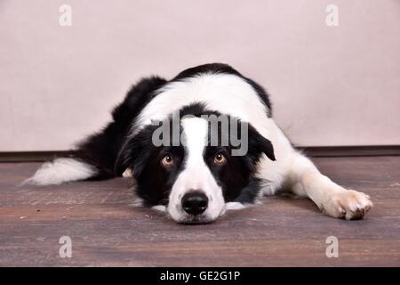Giacente Border Collie Foto Stock