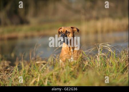 Boxer tedesche ritratto Foto Stock