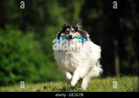 Riproduzione longhaired Collie Foto Stock