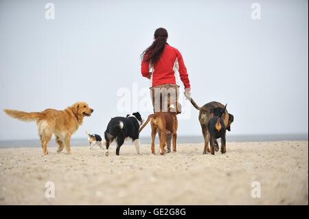 donna con cani Foto Stock