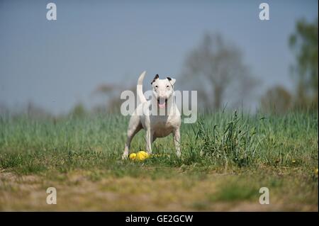 Miniatura Bull Terrier Foto Stock