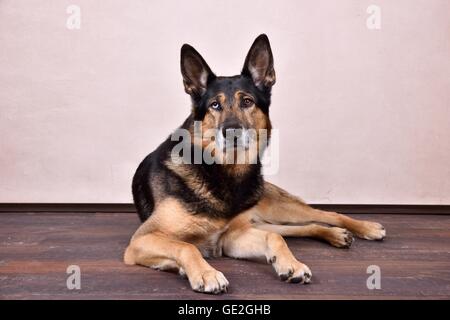 Giacente Husky-Shepherd Foto Stock