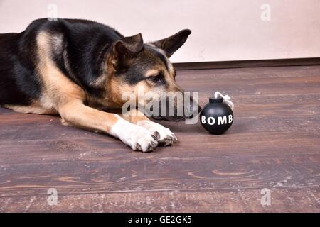 Giacente Shepherd-Mongrel Foto Stock