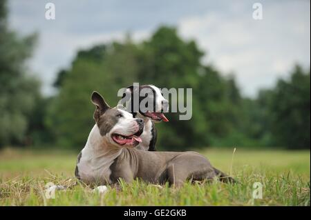 2 cani Foto Stock