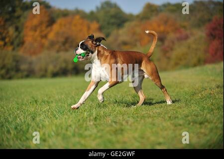 Boxer tedesco Foto Stock