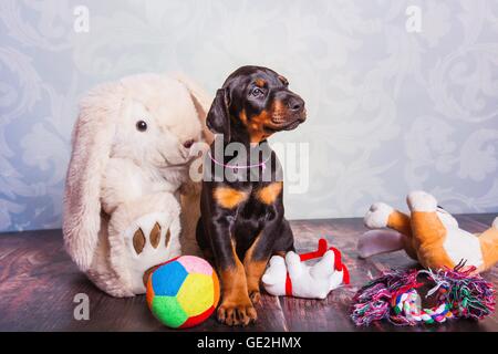 Dobermann cucciolo Foto Stock