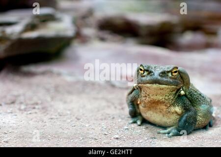 Il fiume Colorado toad Foto Stock