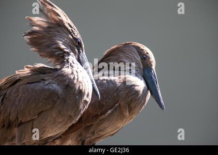 hamerkops Foto Stock