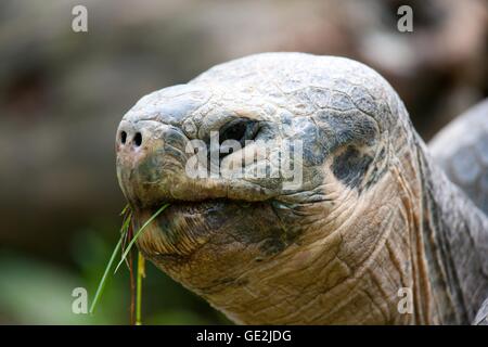 Galapagos tartaruga gigante Foto Stock