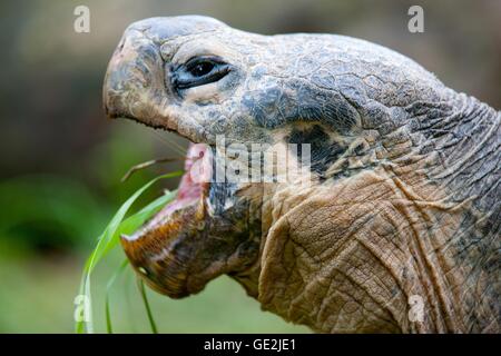 Galapagos tartaruga gigante Foto Stock