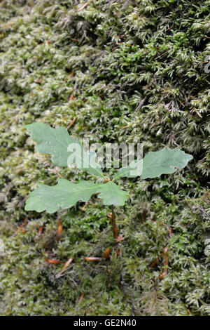 Sessili Quercia alberello - Quercus petraea crescendo in MOSS Foto Stock