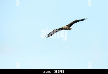 White-tailed eagle (Haliaeetus albicilla) in volo Foto Stock