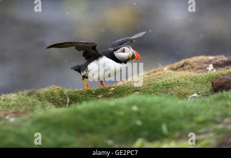 Puffin (Fratercula arctica) arrivando a terra durante una doccia a pioggia Foto Stock