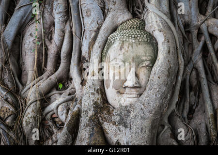 Testa della statua del Buddha in radici di albero di Wat Mahathat, Ayutthaya, Thailandia. Foto Stock