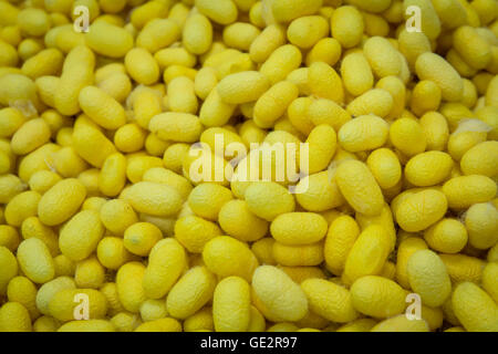 Bozzoli gialli Foto Stock