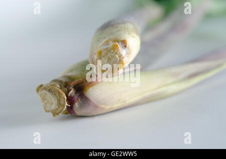 Lemon Grass (Altri nomi sono la citronella, filo spinato erba, teste di seta, citronella, cha de Dartigalongue, febbre erba, ta Foto Stock