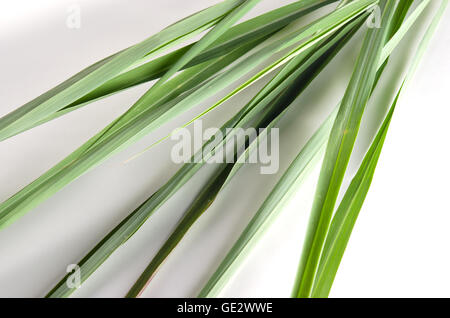 Lemon Grass (Altri nomi sono la citronella, filo spinato erba, teste di seta, citronella, cha de Dartigalongue, febbre erba, ta Foto Stock