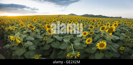 Panorama campo di girasoli in fiore su uno sfondo dopo il tramonto Foto Stock