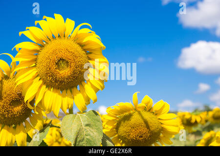 Closeup girasoli sul cielo blu sullo sfondo del campo in estate Foto Stock