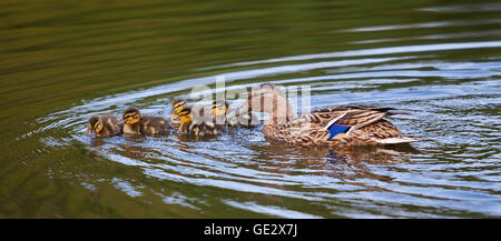 Fotografia di una madre Mallard nuoto con i suoi anatroccoli Foto Stock