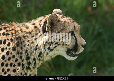 Ritratto fotografico di un ghepardo di avviso Foto Stock