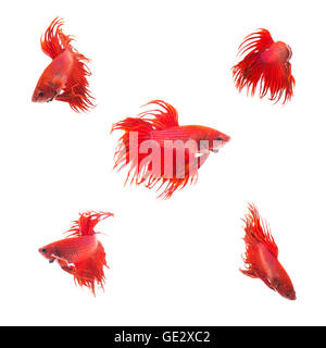 Il gruppo di raccolta del rosso arancione siamese fighting fish, Betta splendens pesce su sfondo bianco Foto Stock