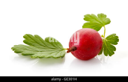 Mature ribes rosso con foglie isolati su sfondo bianco Foto Stock