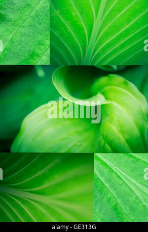 Bella foglia verde collage Foto Stock
