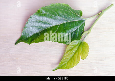 Il Mulberry (Altri nomi sono Morus alba Moraceae, gelso, gelso bianco, Cinese del gelso, Morus cathayana) foglie isolate su wo Foto Stock