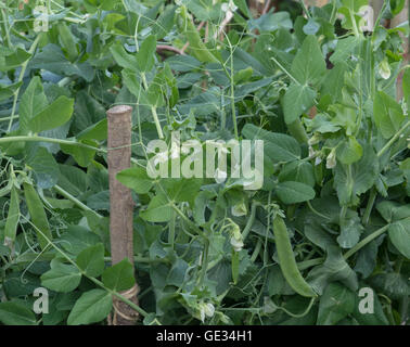 Cresciuto in casa organico piante di pisello (Pisum sativum) che cresce su un riparto in un Orto in Rural Devon, Inghilterra, Regno Unito Foto Stock