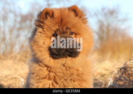 Chow Chow Puppy in autunno Foto Stock