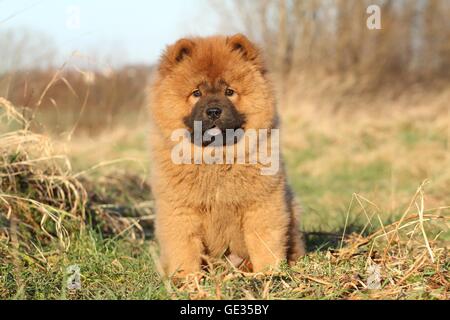 Chow Chow Puppy in autunno Foto Stock