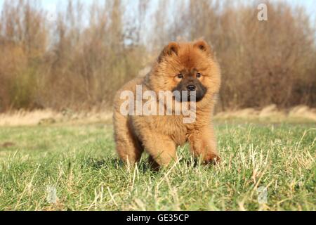 Chow Chow Puppy in autunno Foto Stock