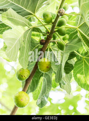La figura maturi frutti sull'albero. Foto Stock