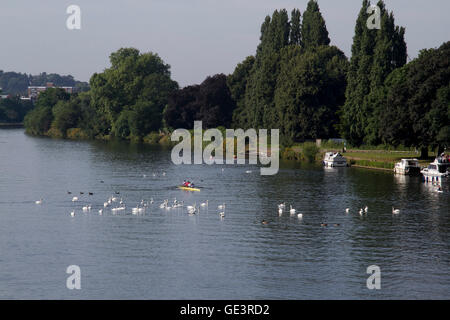 Kingston Londra,UK. Il 23 luglio 2016. Barche a remi pratica sul Fiume Tamigi a Kingston su un bel giorno caldo e soleggiato a Kingston Upon Thames Credito: amer ghazzal/Alamy Live News Foto Stock