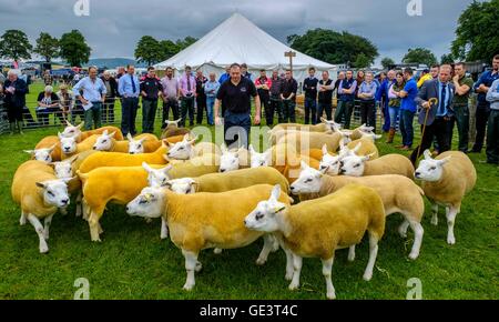 Biggar Agricultural Show - Biggar, South Lanarkshire - 23 luglio 2016 Texell pecore essendo giudicato in mostra l'anello Credito: Andrew Wilson/Alamy Live News Foto Stock